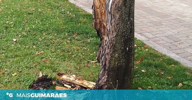 árvore destaque