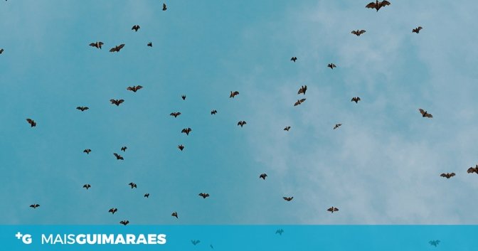 barra morcegos