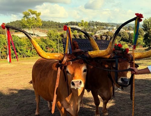 Festa do Agricultor da Casa do Povo de Fermentões começa esta sexta-feira